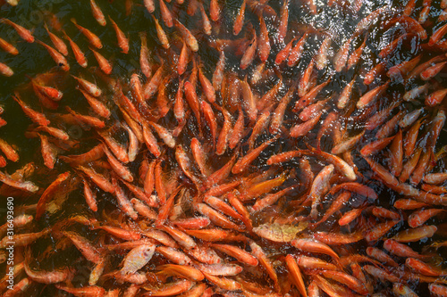 Photography Red tilapia fish farming, Tubtim fish economic importance of fish farming