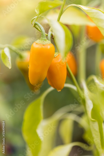 pepper, variety Piquillo branch of the plant