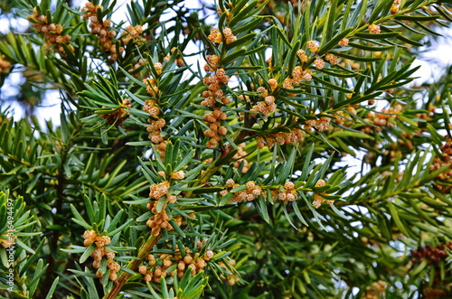 Foto English Yew (European Yew, Taxus baccata, Common Yew)