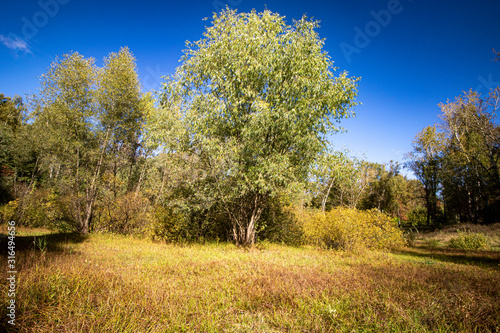 Autumn. Yellowed foliage and grass against a blue sky