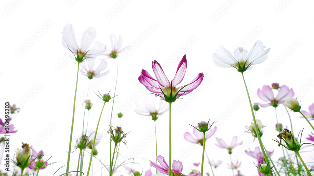 Fototapeta premium cosmos flower .flowers cosmos field of nature background 