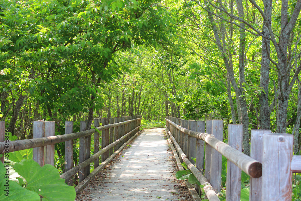 Fototapeta premium 釧路湿原国立公園 湿原展望遊歩道