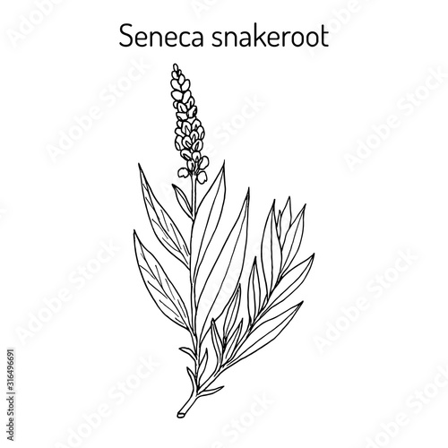 Seneca snakeroot Polygala senega , medicinal plant photo