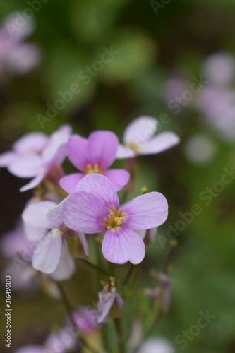 pink flowers in garden