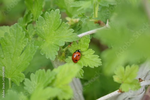 ladybug on leaf