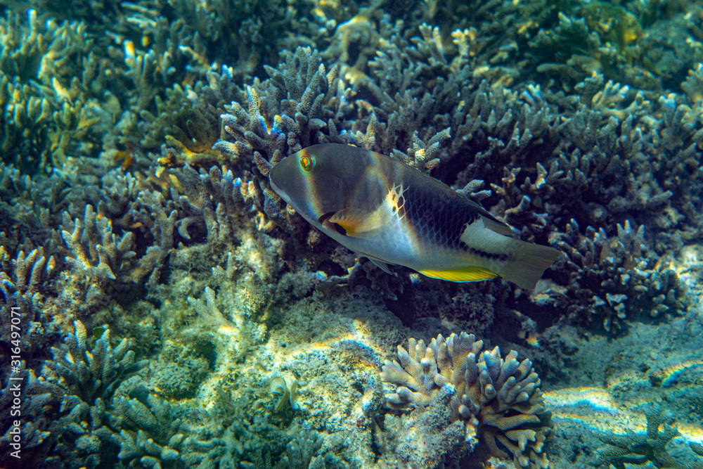 Unterwasseraufnahmen: Triggerfish, Korallen Unterwasseraufnahmen: Triggerfish, Korallen