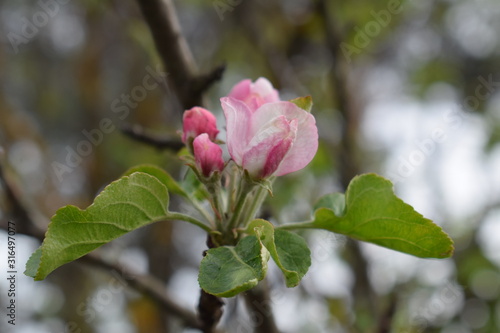 pink flowers of apple tree
