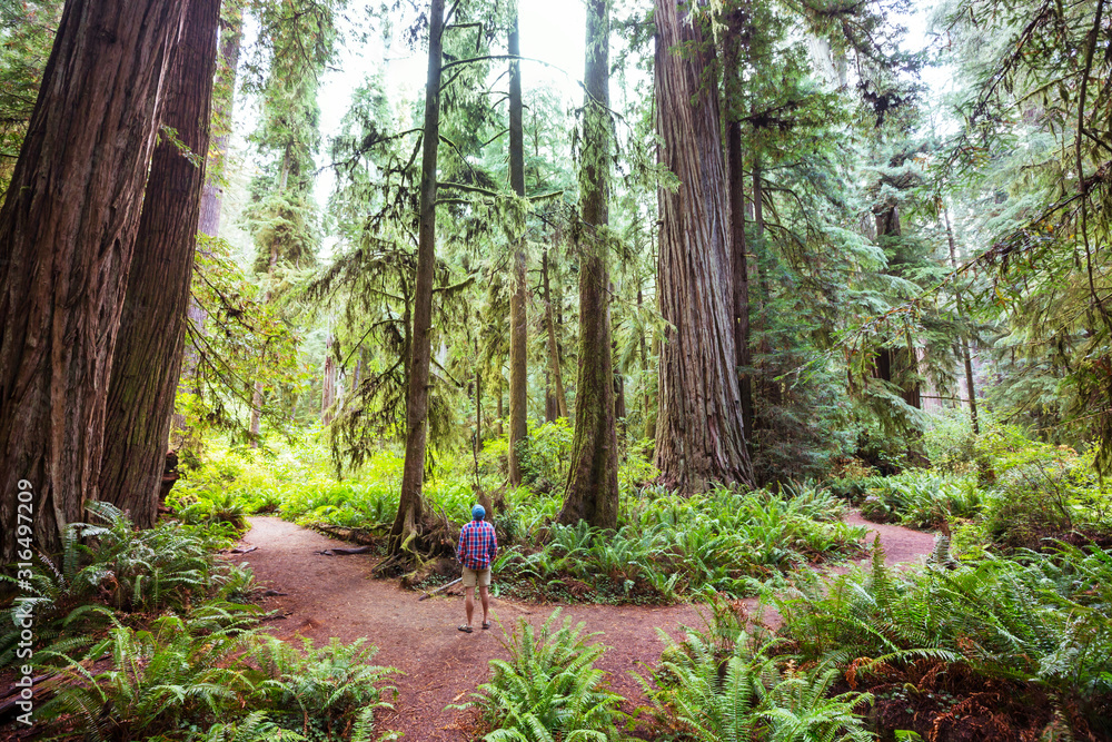 Fototapeta premium Redwoods