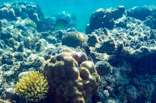 Fototapeta Naklejka Na Ścianę i Meble -  Underwater Marine Life: Fish, Clams, Corals, Divers