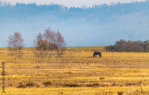 horse on pasture in far distance