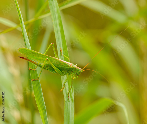 big green grasshopper female crawling on grass