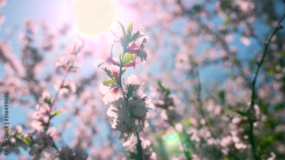 Sun Shine Through White Flowers On Branches. Spring Season. Tree Blossom Natural Background In Broad Daylight With Sun Highlight Though Branches