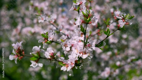 Wallpaper Mural White Blossom Tree In City Park. White Flowers On Branches. Spring Sunny Bright Day Blue Sky Torontodigital.ca