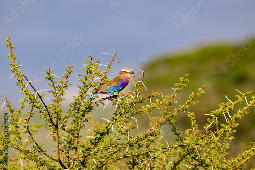 Gabelracke, Bienenfresser im Nationalpark Tsavo Ost, Tsavo West und Amboseli in Kenia photo