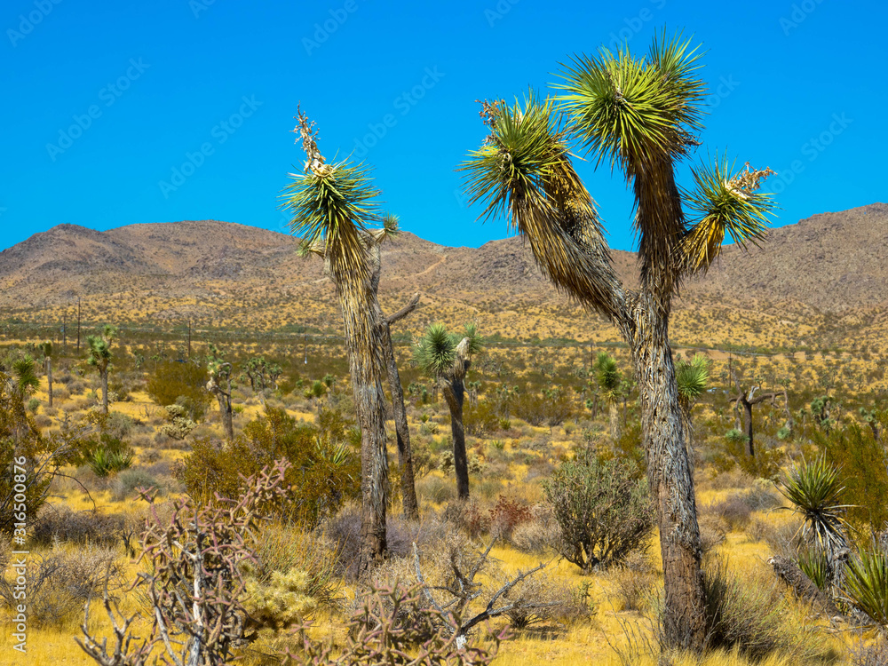 Joshua Tree Nationalpark, Kalifornien