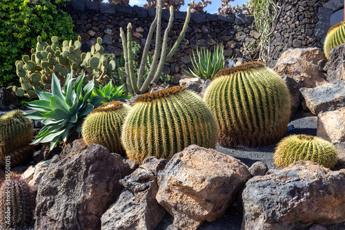 Different types of cactus in Jardin de Cactus by Cesar Manrique on canary island Lanzarote