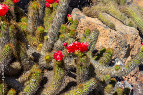 Cactus with red blossom in Jardin de Cactus by Cesar Manrique on canary island Lanzarote © Reiner