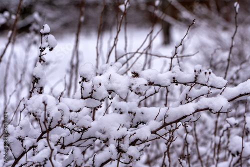 Close-up of Bush branches covered with snow. Selective focus.