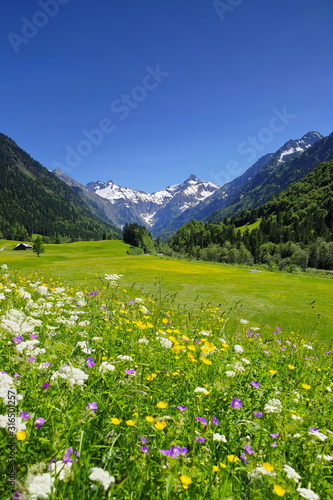 Berge mit Blumenwiese in den Alpen, Bayern