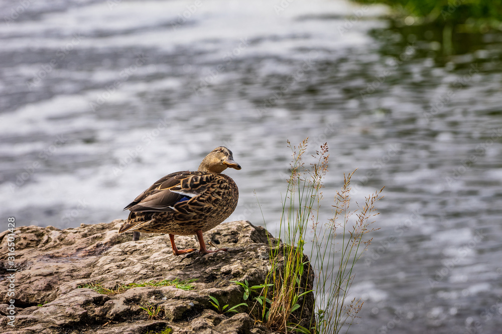 The mallard on the rock. Duck by the water, natural environment background. Anas platyrhynchos, female bird. The mallard on the rock. Duck by the water, natural environment background. Anas platyrhynchos, female bird.