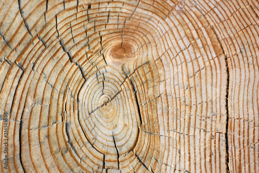 old wood texture of tree stump old wood texture of tree stump