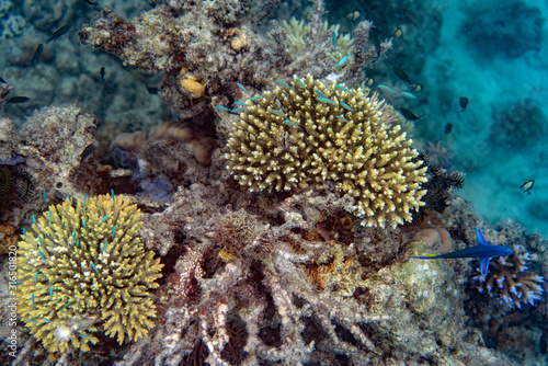 Unterwasseraufnahmen  Fische  Korallen