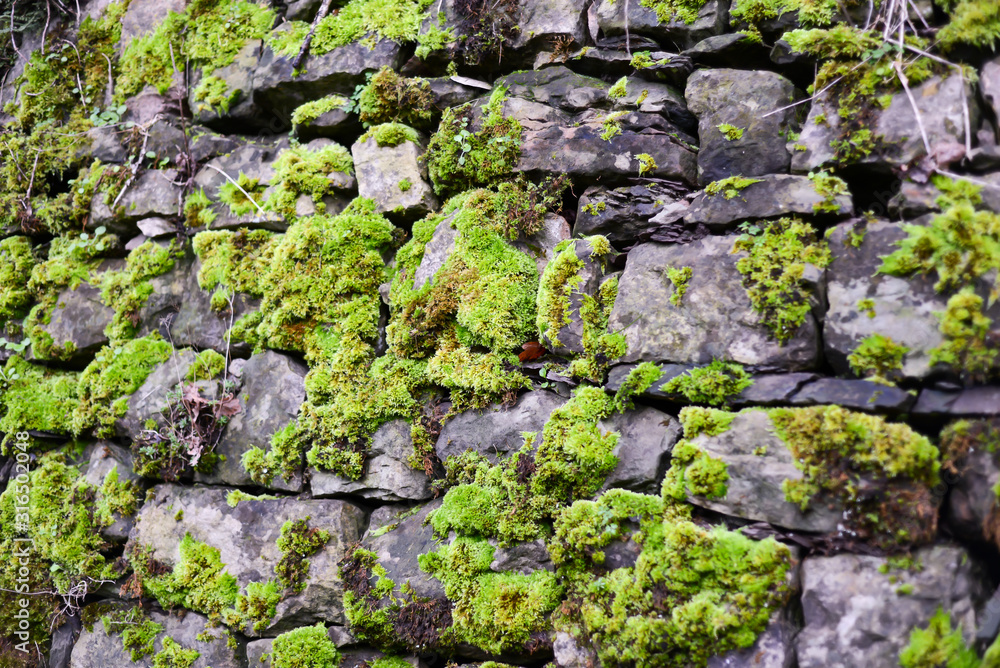 moss on wall
