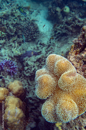 Unterwasseraufnahmen  Fische  Korallen