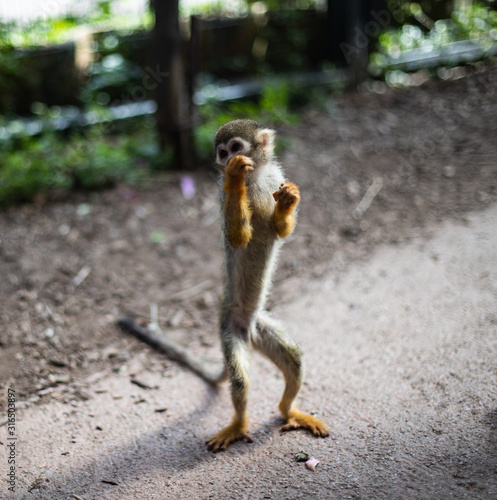 Photography monkey