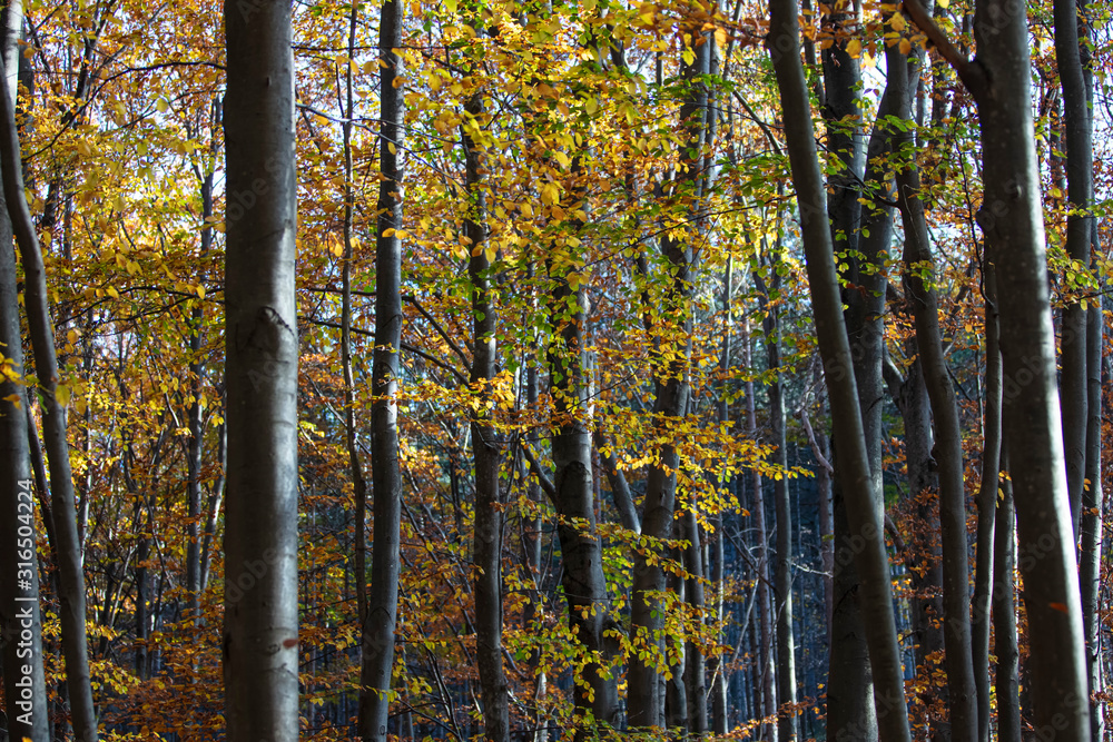 Fototapeta premium colorful autumn forest