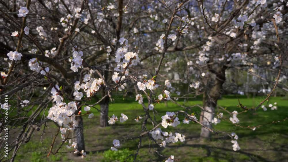 Tree Blossom White Flowers Green Grass. City Park Urban Green Space. Spring Time Bright Day Blue Sky Tree Blossom White Flowers Green Grass. City Park Urban Green Space. Spring Time Bright Day Blue Sky