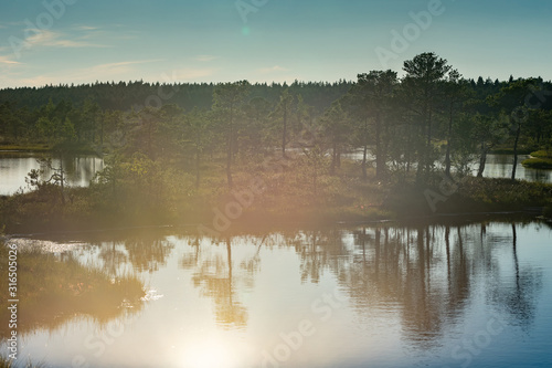 Sunset in the bog, golden marsh, lakes and nature environment. Sundown evening light in summer