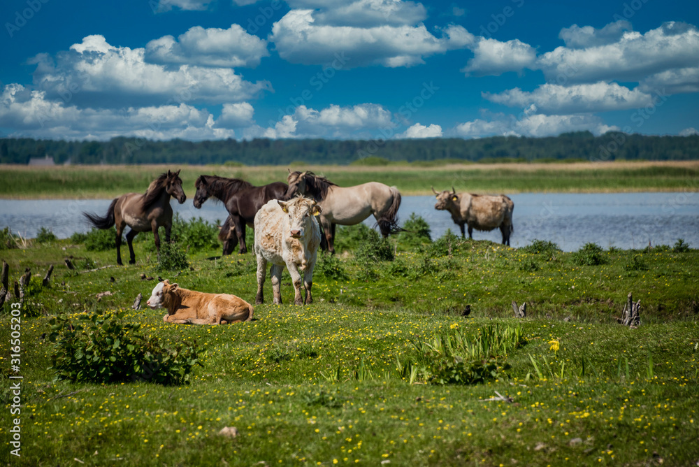 Wild Horses Grazing at a Lake in Latvia