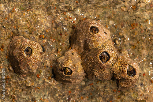 Balanus (Balanomorpha) is a genus of barnacles in the family Balanidae of the subphylum Crustacea. photo