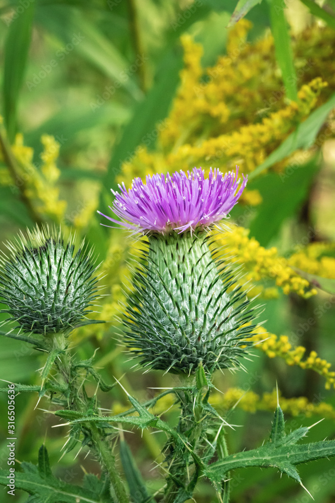 Pink milk thistle flower in bloom against green background Pink milk thistle flower in bloom against green background