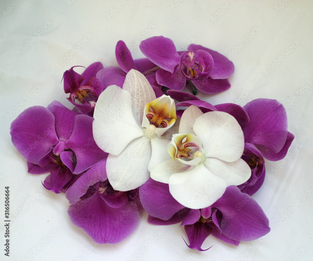 White and purple Orchid flowers on a white background White and purple Orchid flowers on a white background