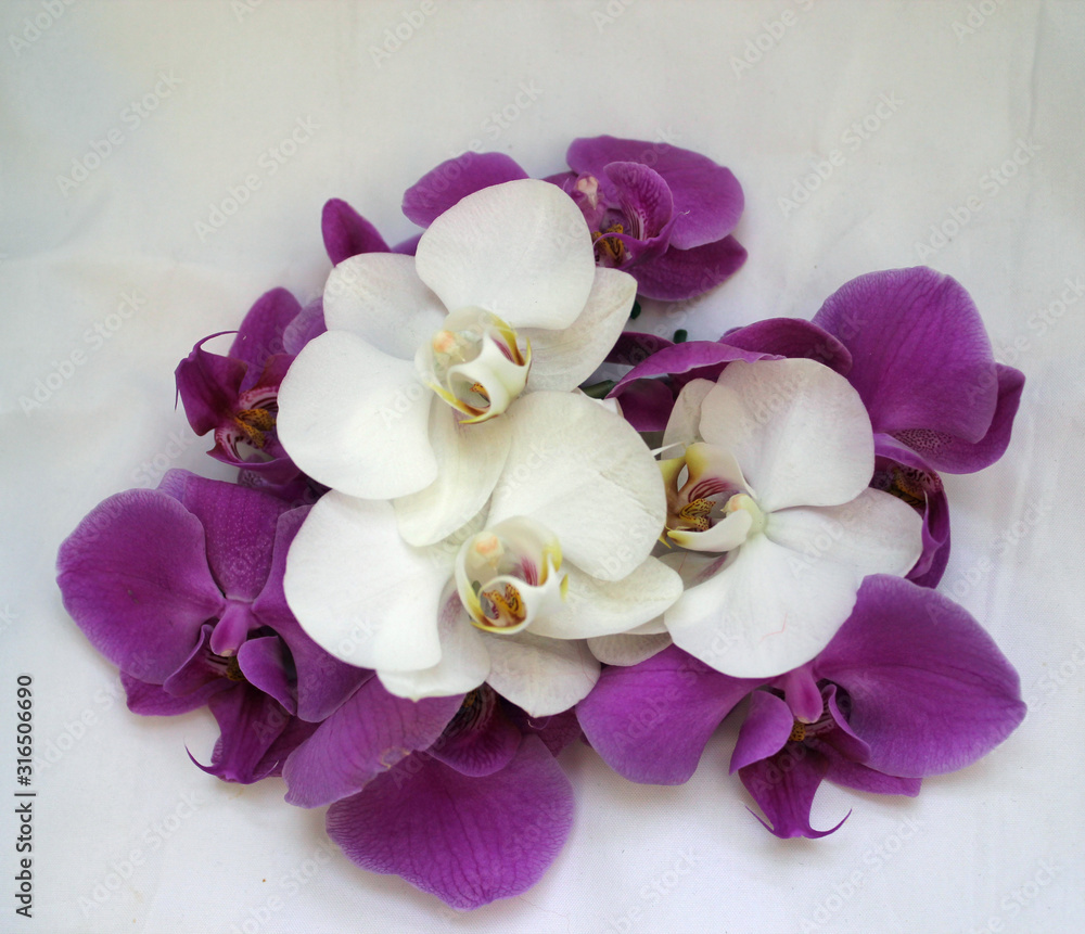 Obraz premium White and purple Orchid flowers on a white background