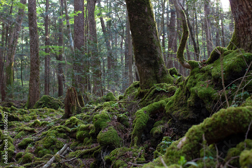 forest in forest for aokigahara in Japan