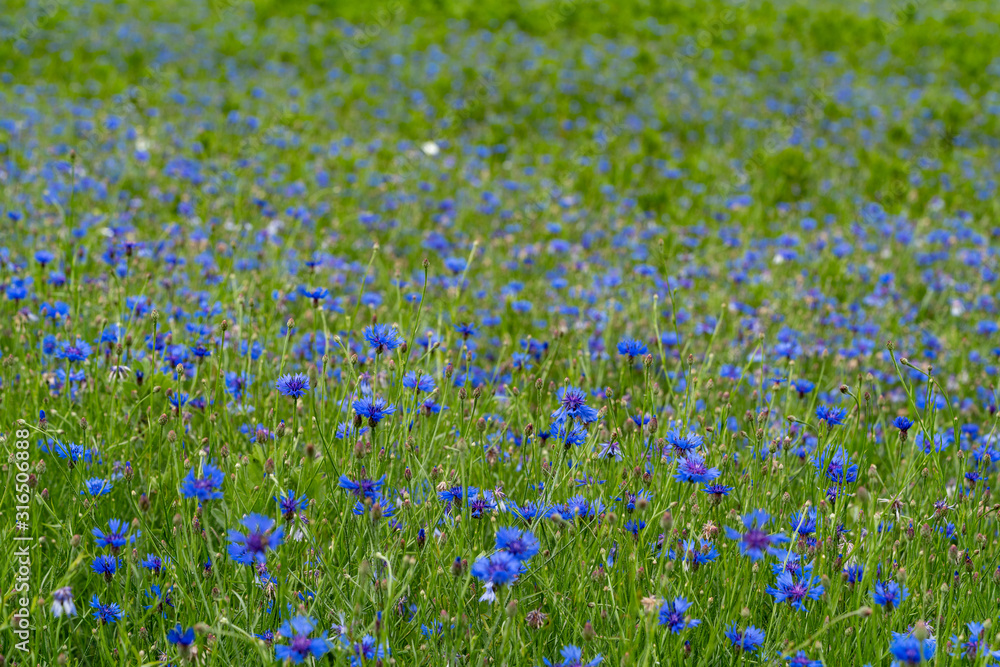 Fototapeta premium Cornflower bloom. Blue blooming blossom. Bachelors button flower field in natural environment. Centaurea cyanus.