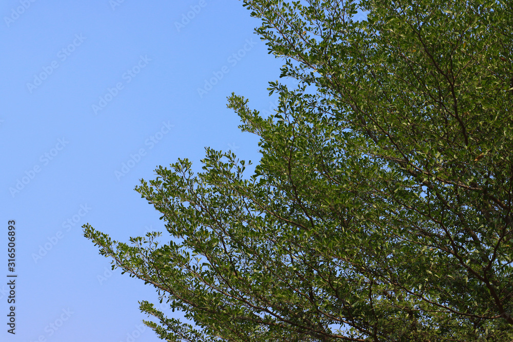 Fototapeta premium Beautiful tree on blue sky background