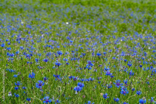 Cornflower bloom. Blue blooming blossom. Bachelors button flower field in natural environment. Centaurea cyanus.