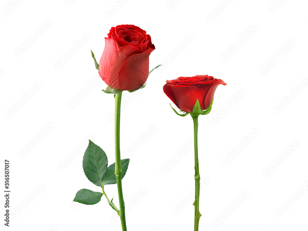 red rose isolated on white background Stock Photo | Adobe Stock