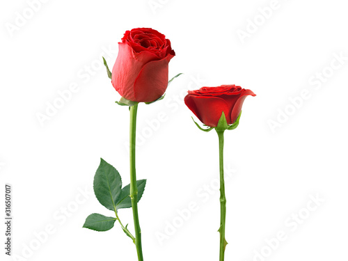 Картината върху платно red rose isolated on white background