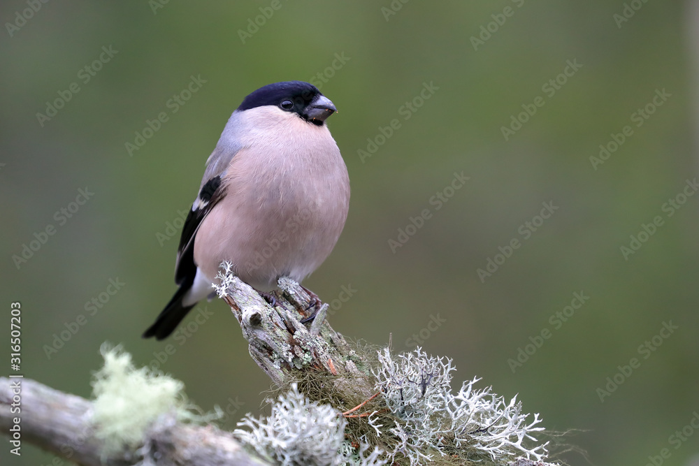 Fototapeta premium Eurasian bullfinch female