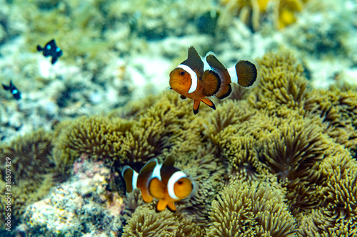 Underwater Marine Life: Fish, Clams, Corals, Divers © formgefuege