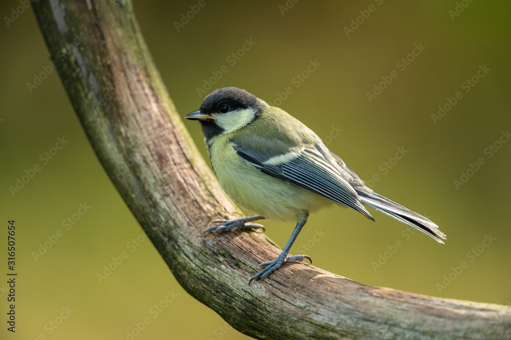 Fototapeta premium Great tit sitting on a branch