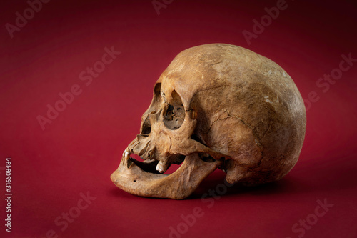 Skull Schädel Knochen Bones rot