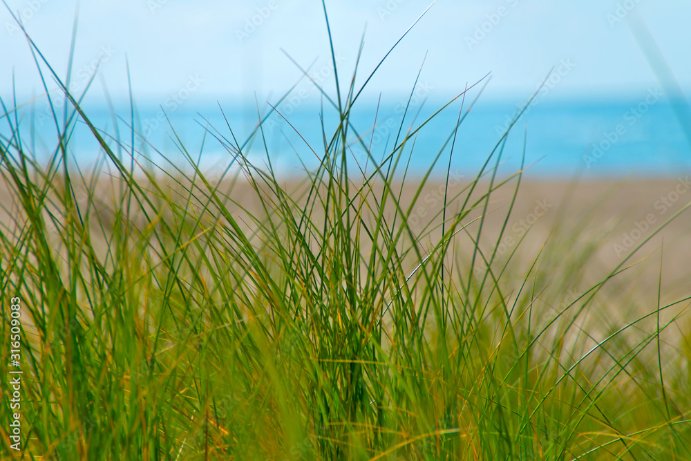 Close up of fresh beach grass