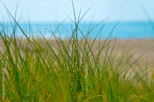 Fototapeta Naklejka Na Ścianę i Meble -  Close up of fresh beach grass