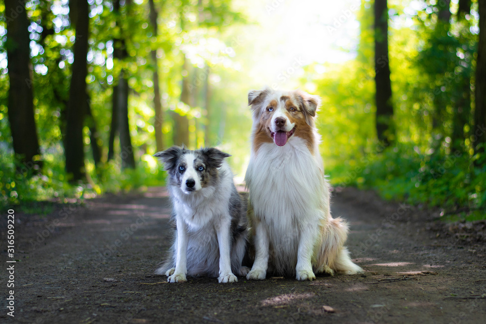 Beautiful blue merle border collie and red merle australian shepherd dog in the forest. Friends forever. Beautiful blue merle border collie and red merle australian shepherd dog in the forest. Friends forever.